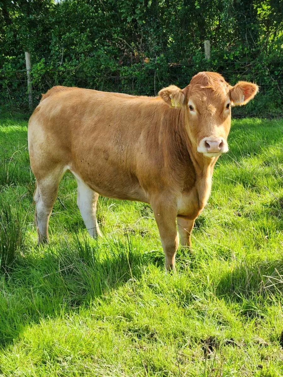 Heifers - Image 2