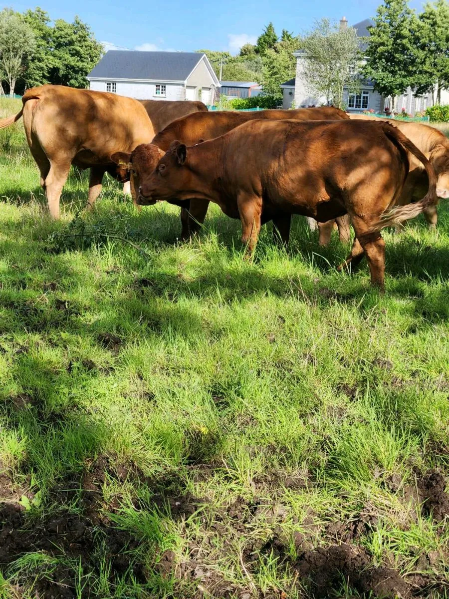 Heifers - Image 4
