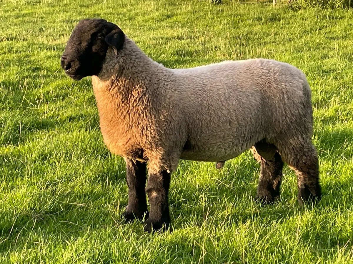 Suffolk Ram Lambs - Image 1
