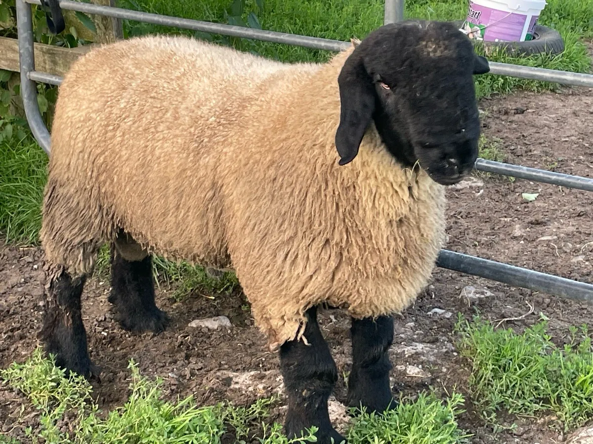 Suffolk Ram Lambs - Image 2