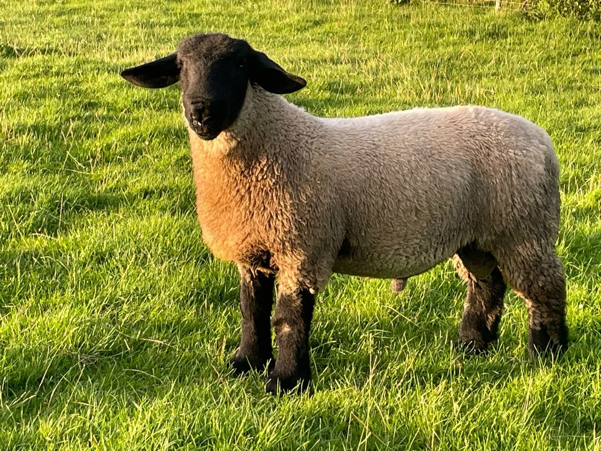 Suffolk Ram Lambs - Image 4