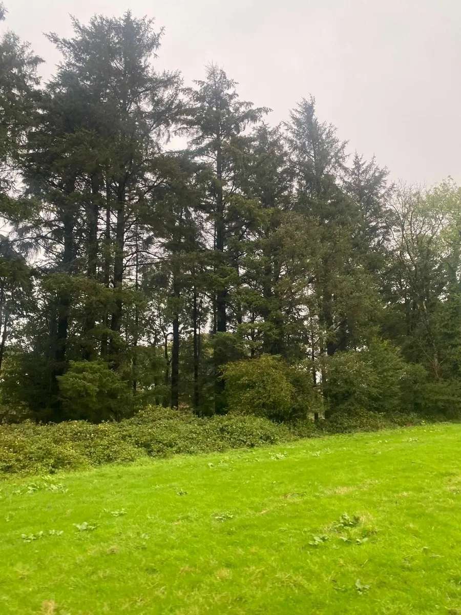 Trees - Image 2