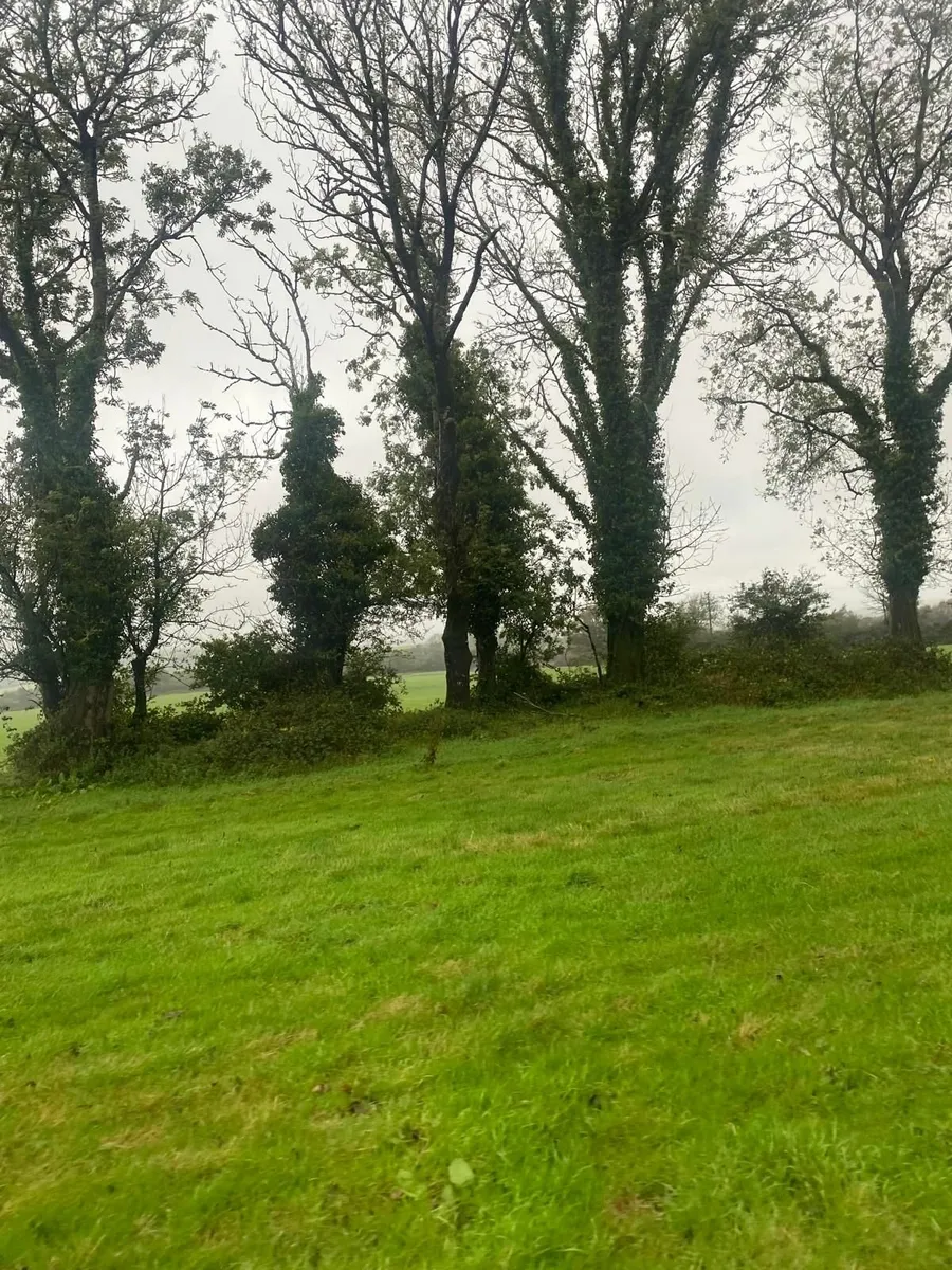 Trees - Image 3