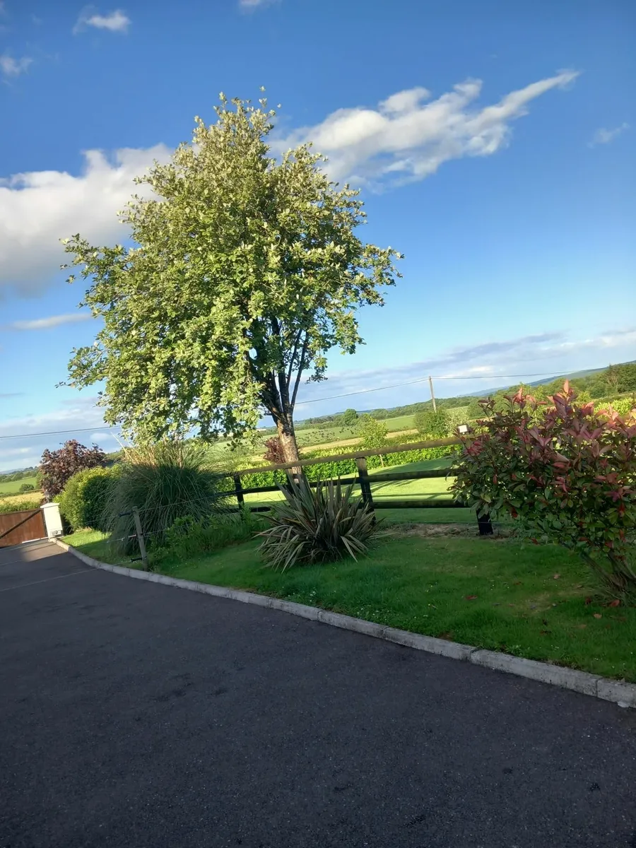 Trees - Image 4