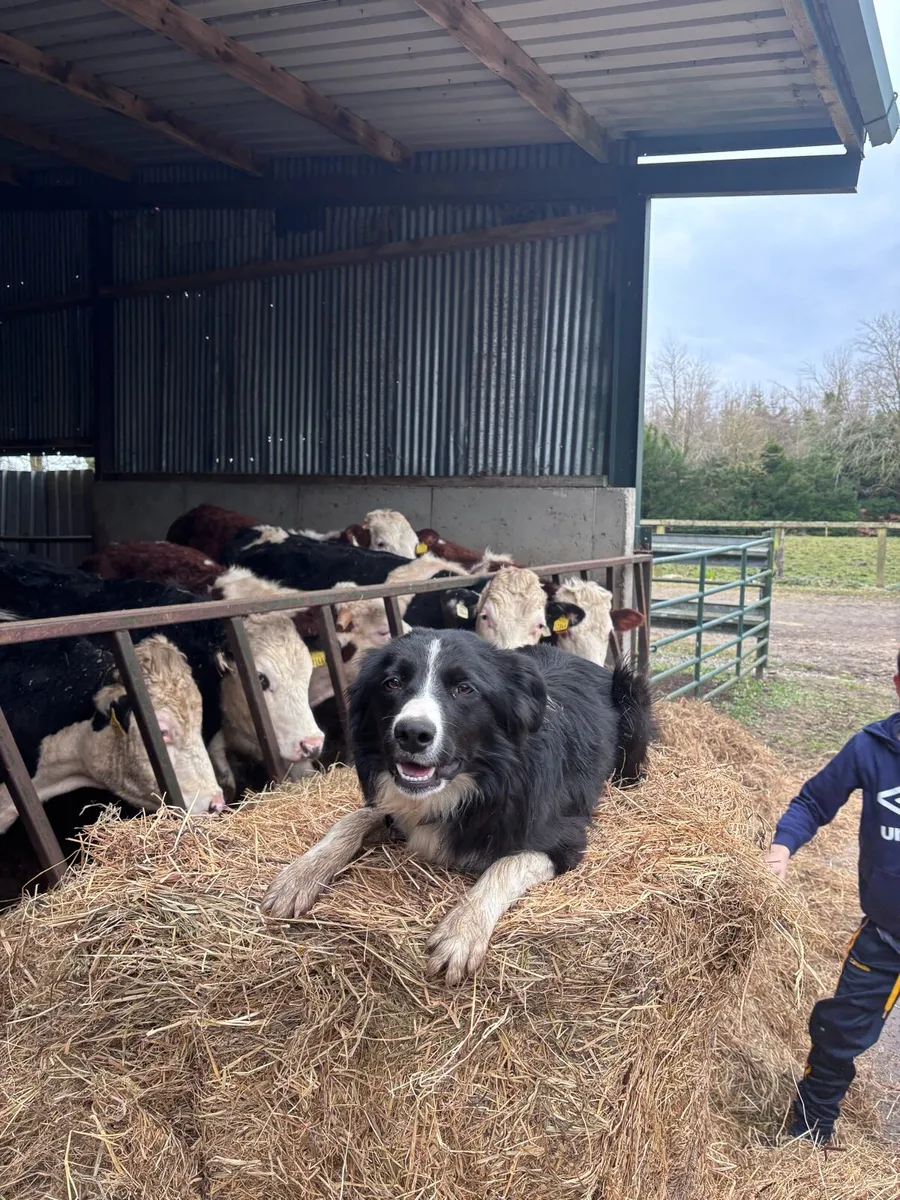 Relief milking/farm work