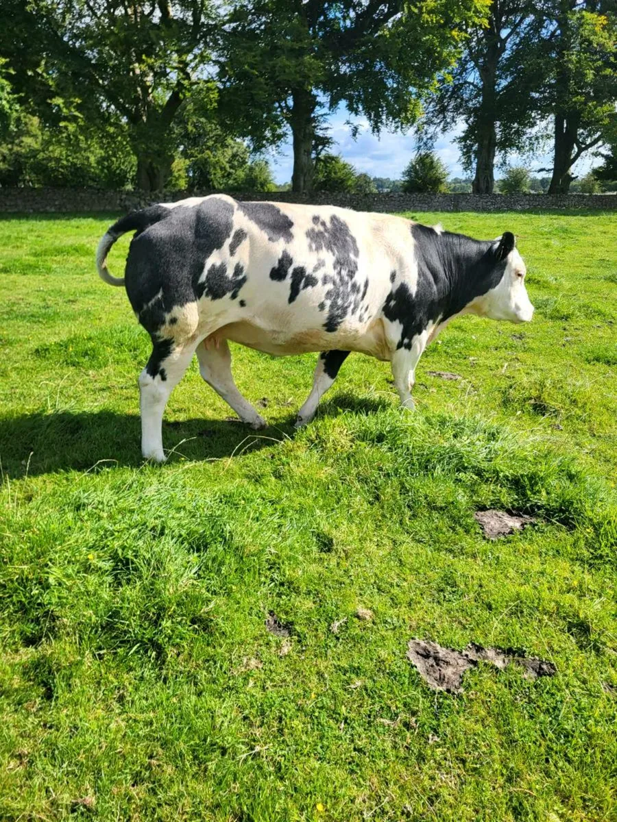 Super in calf hefir scanned with hefir - Image 2