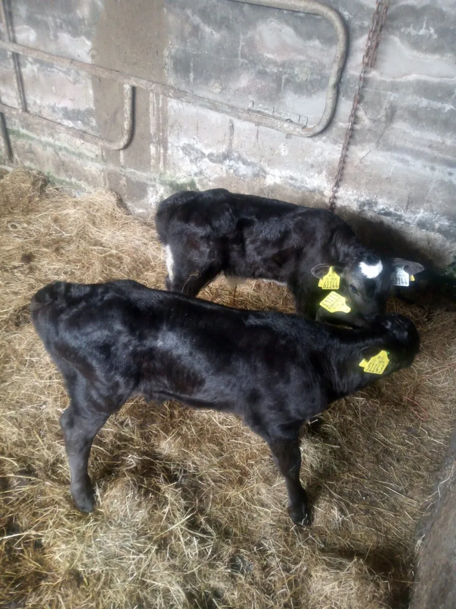 2 Limousin Bull Calves For Sale - Image 1