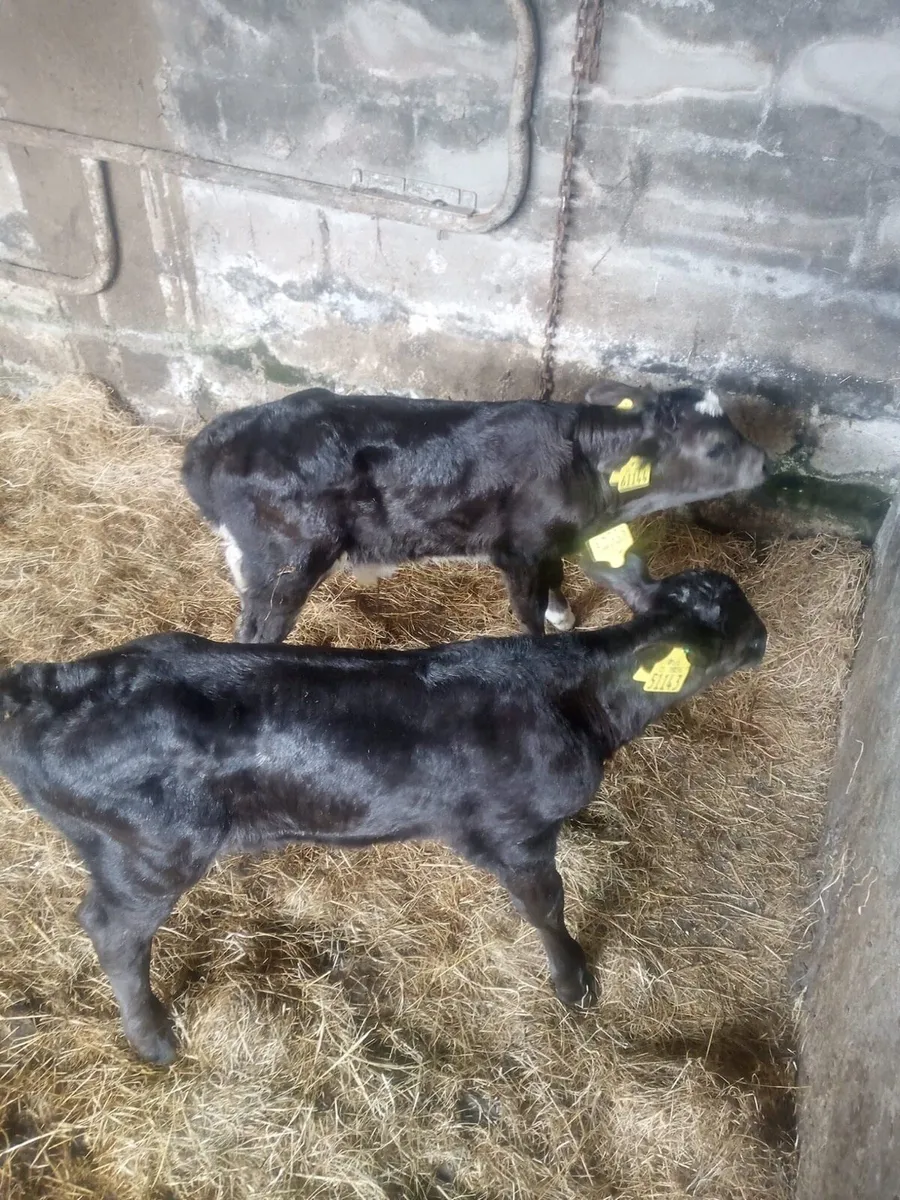 2 Limousin Bull Calves For Sale - Image 2
