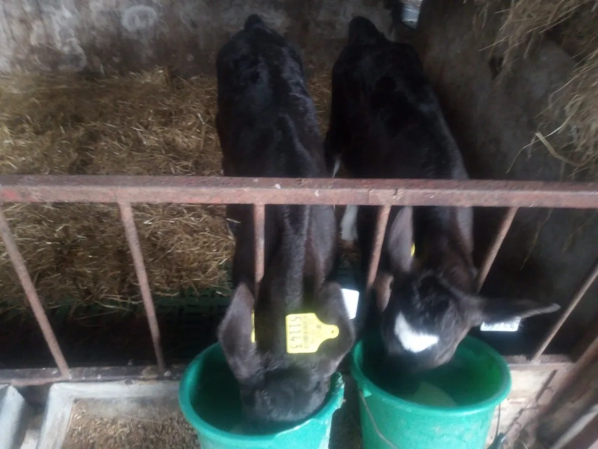 2 Limousin Bull Calves For Sale - Image 3