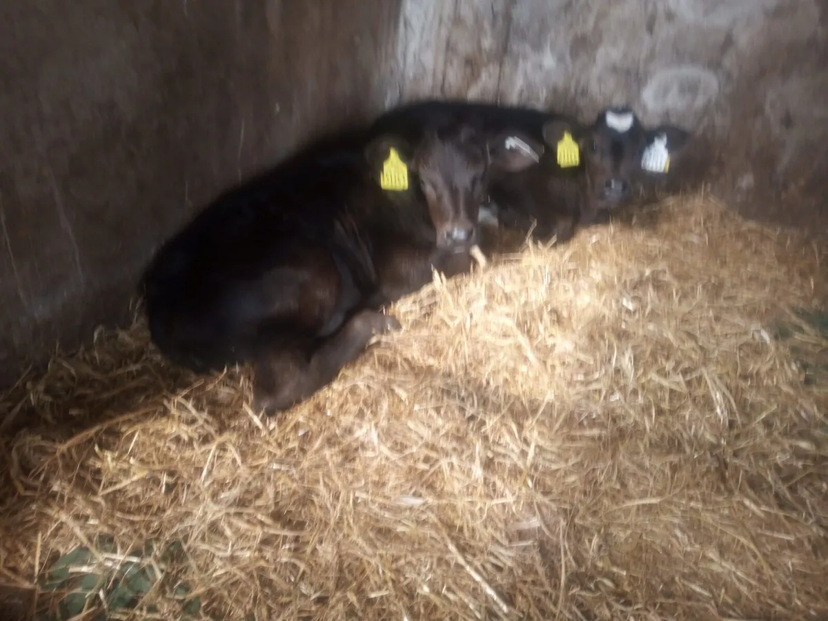 2 Limousin Bull Calves For Sale - Image 4