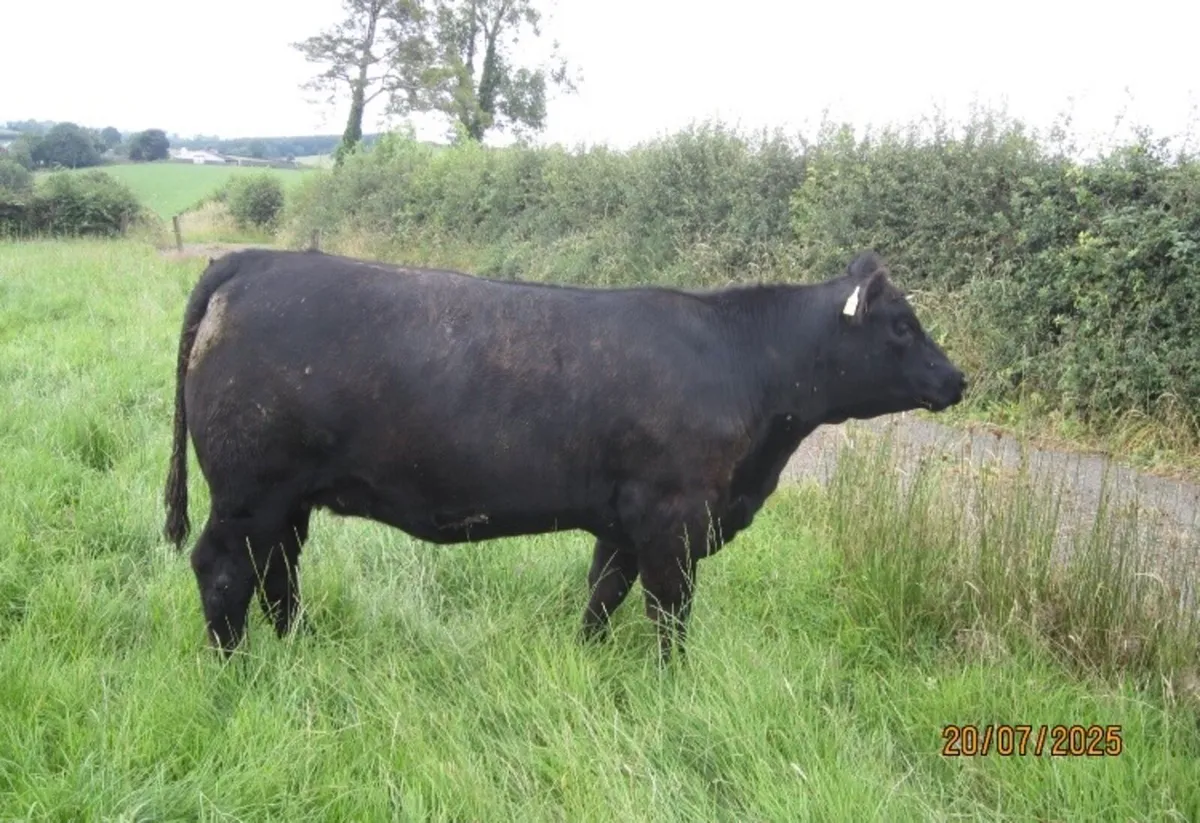 Pedigree Angus females - Image 1
