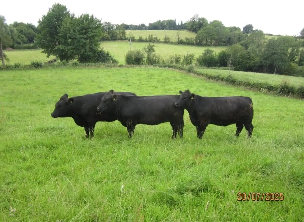 Pedigree Angus females - Image 2
