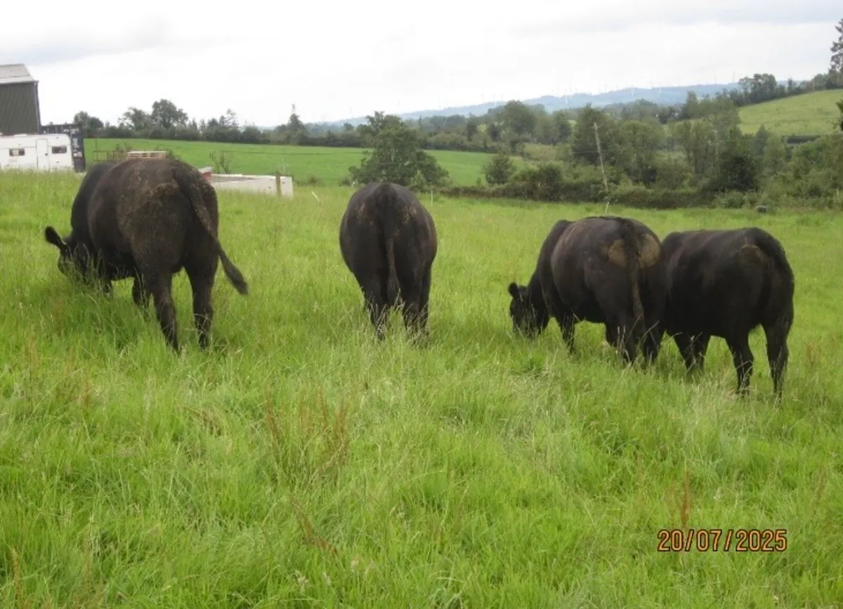 Pedigree Angus females - Image 3
