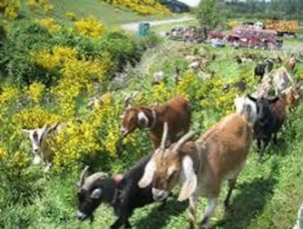 Goats Required for Clearing Land.