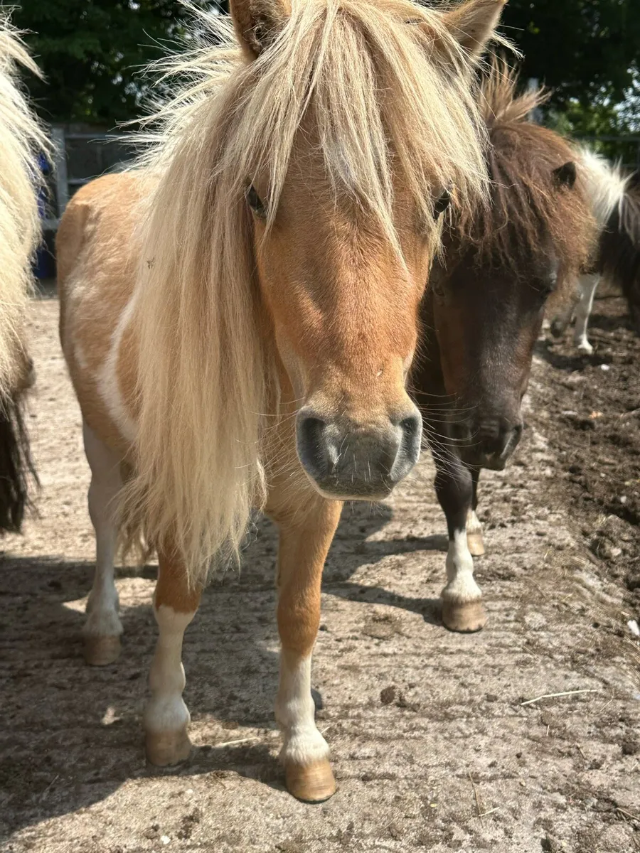Shetland Gelding - Image 1