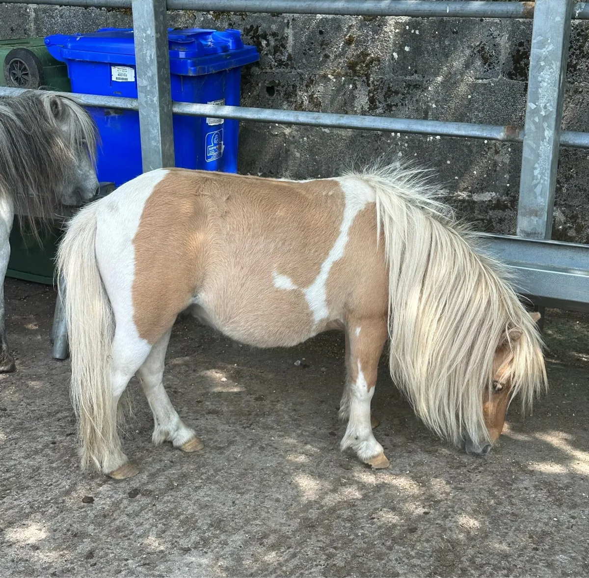 Shetland Gelding - Image 2