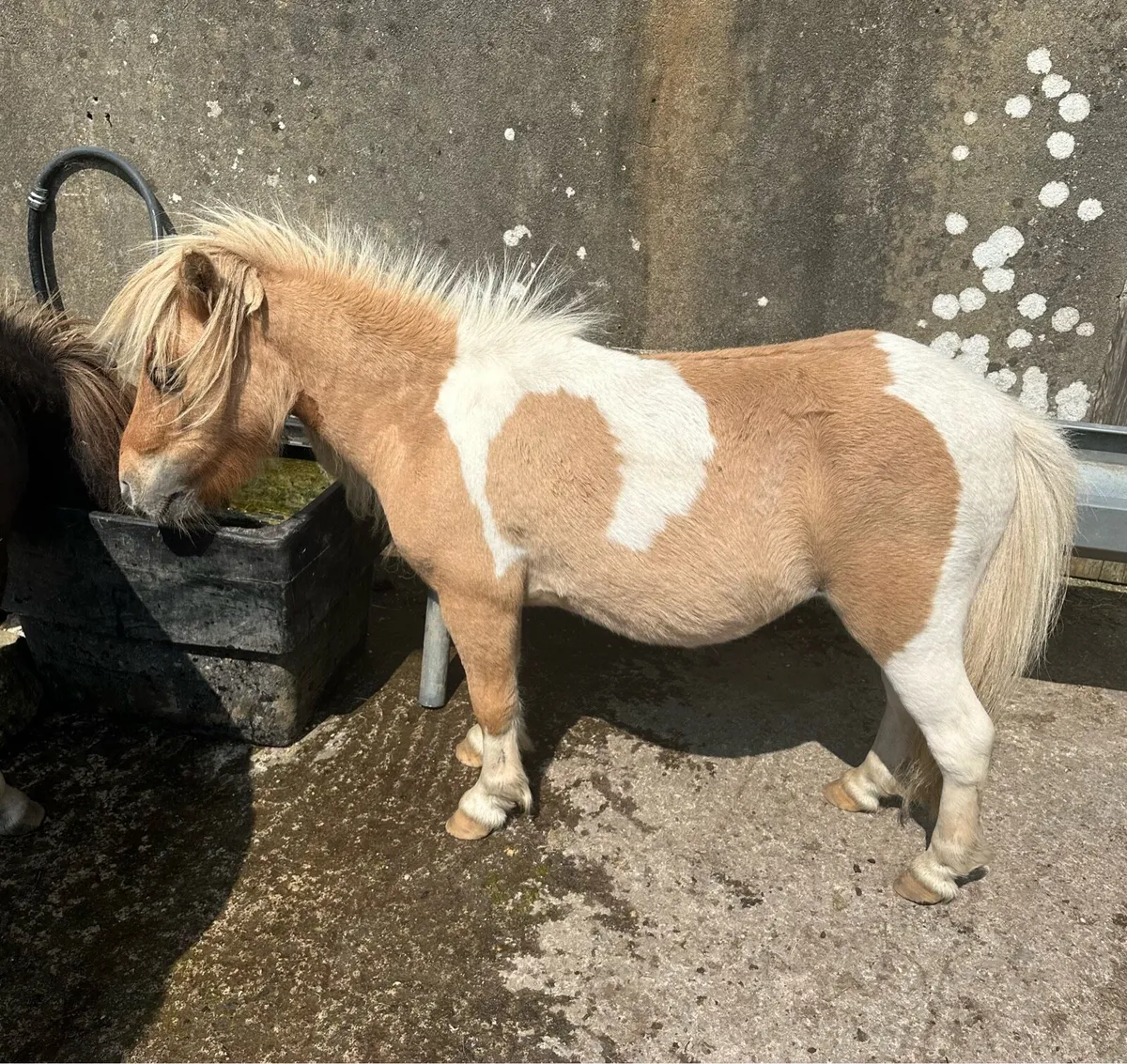 Shetland Gelding - Image 3