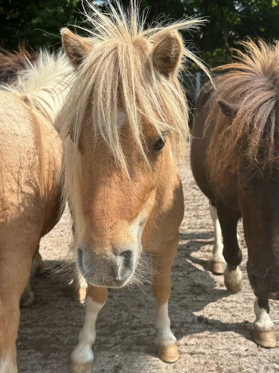 Shetland Gelding - Image 4