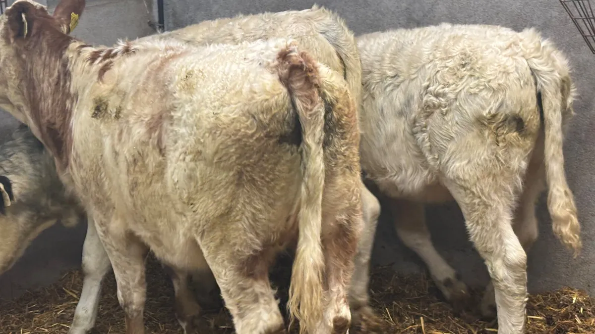 ⭐️ 3 Quality Simmental Heifer Wealings ⭐️ - Image 4