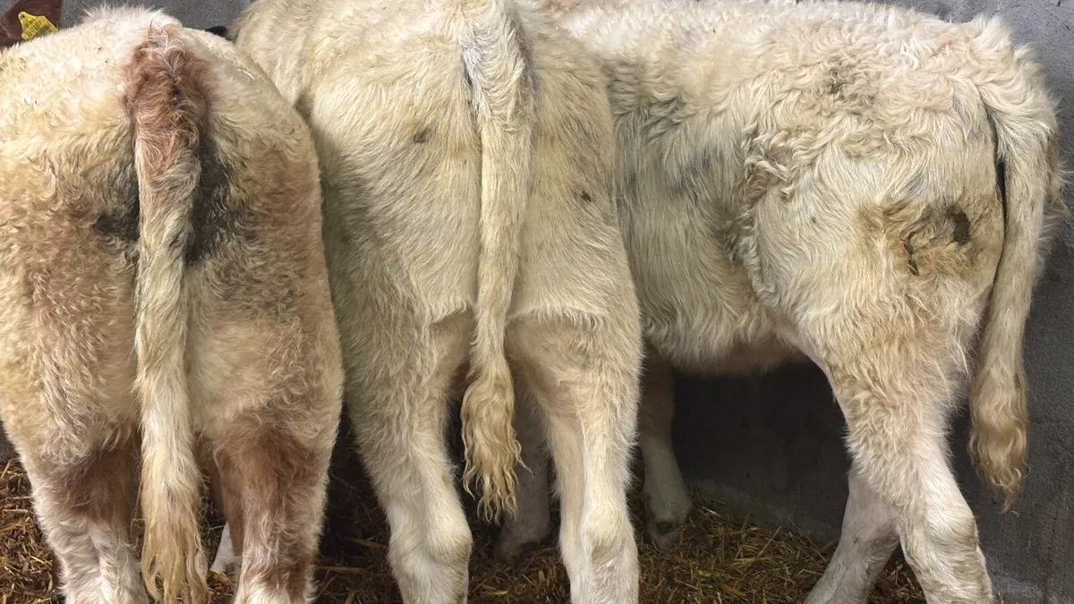 ⭐️ 3 Quality Simmental Heifer Wealings ⭐️ - Image 2