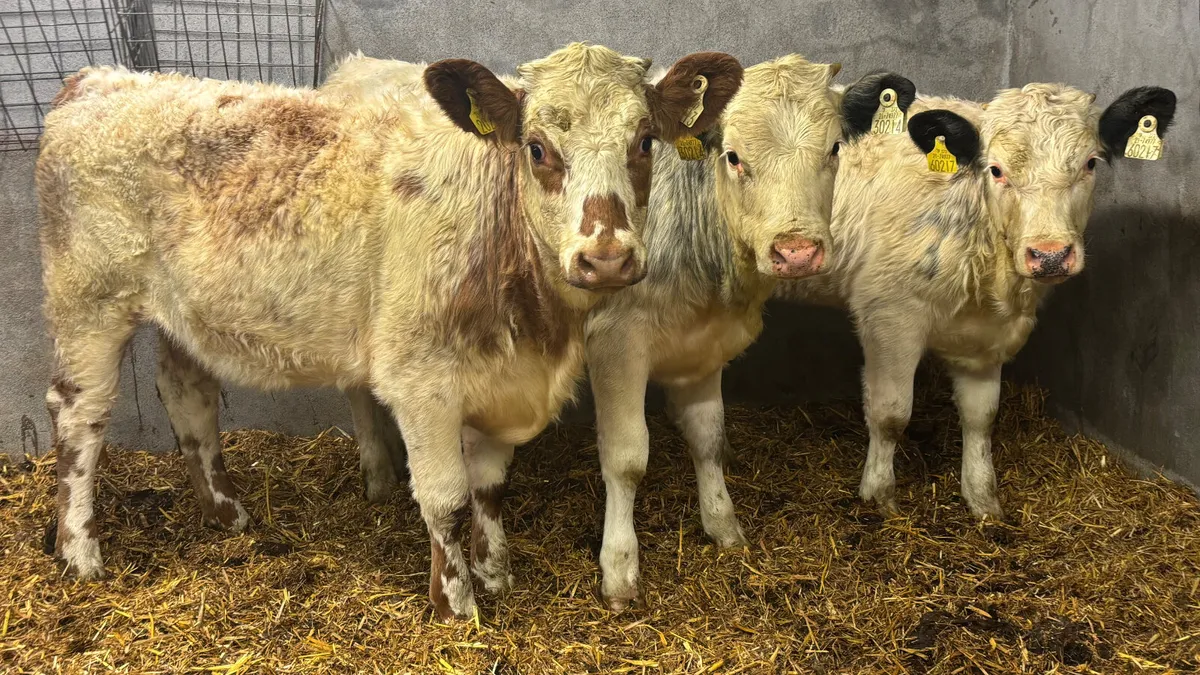 ⭐️ 3 Quality Simmental Heifer Wealings ⭐️ - Image 3