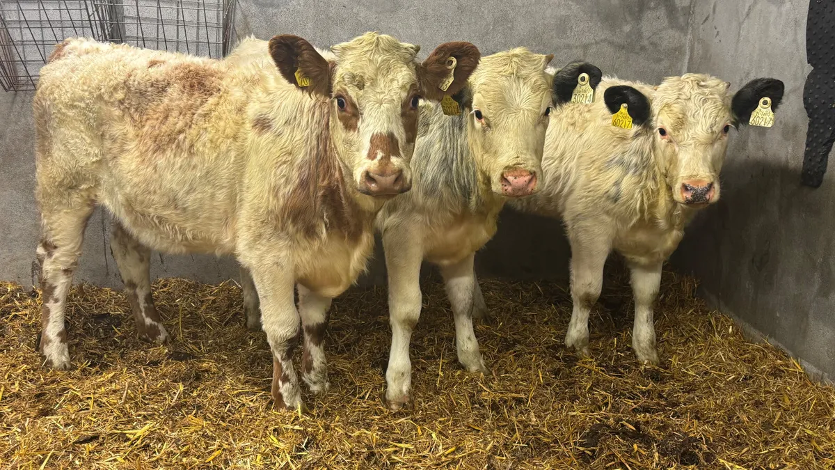 ⭐️ 3 Quality Simmental Heifer Wealings ⭐️ - Image 1