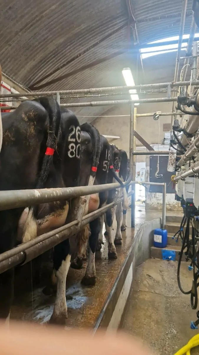 Freshly calved cow