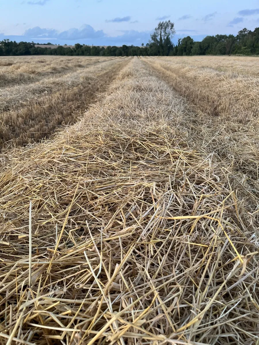 Barley Straw - Image 1