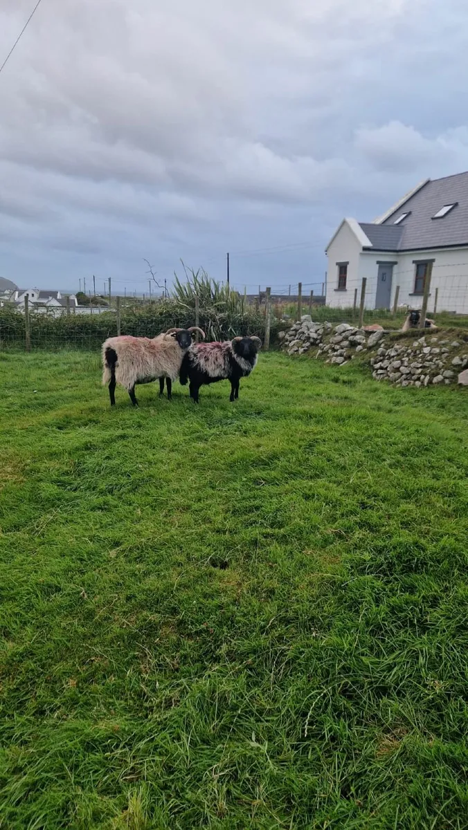 Mayo  mountain ramlambs - Image 2