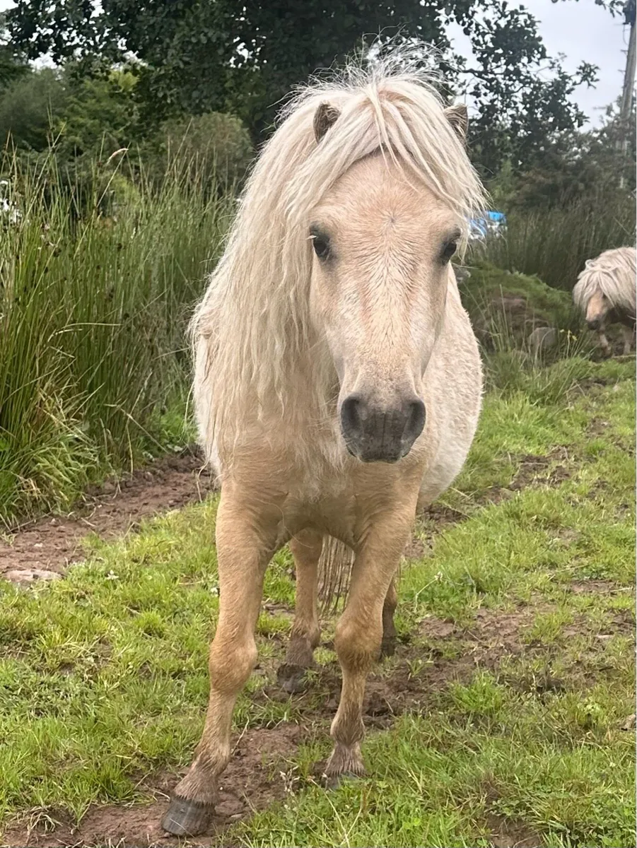 Miniature Shetland - Image 1