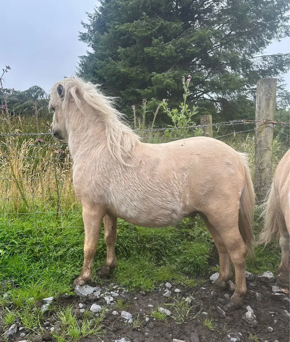 Miniature Shetland - Image 2