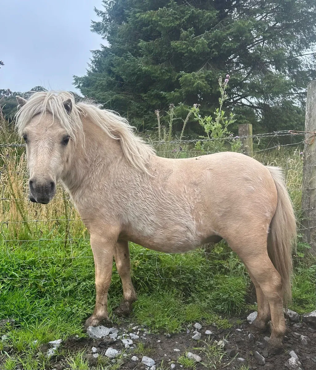 Miniature Shetland - Image 3