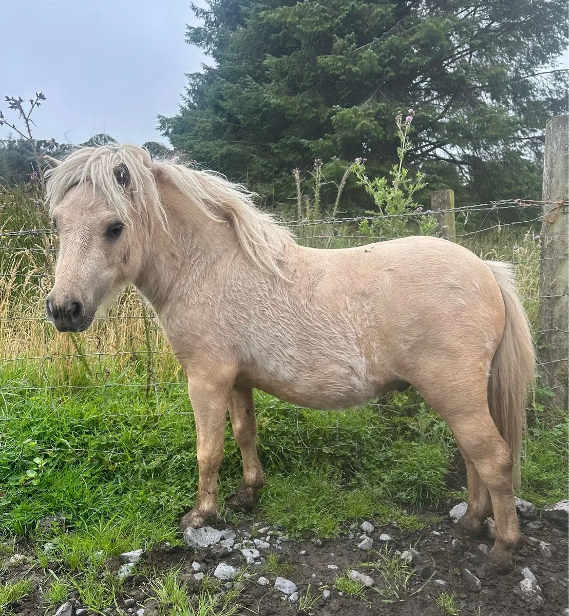 Miniature Shetland - Image 4
