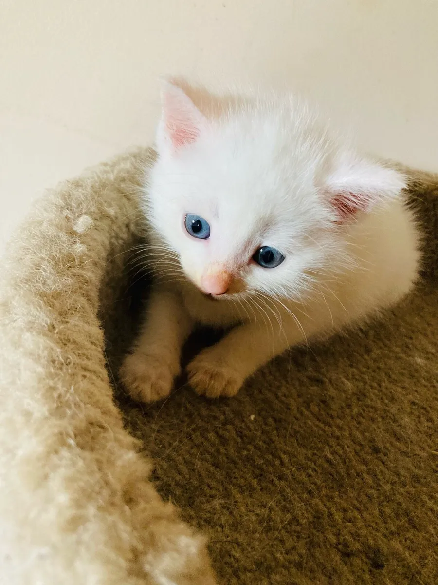 Turkish Angora Kitten - Image 1