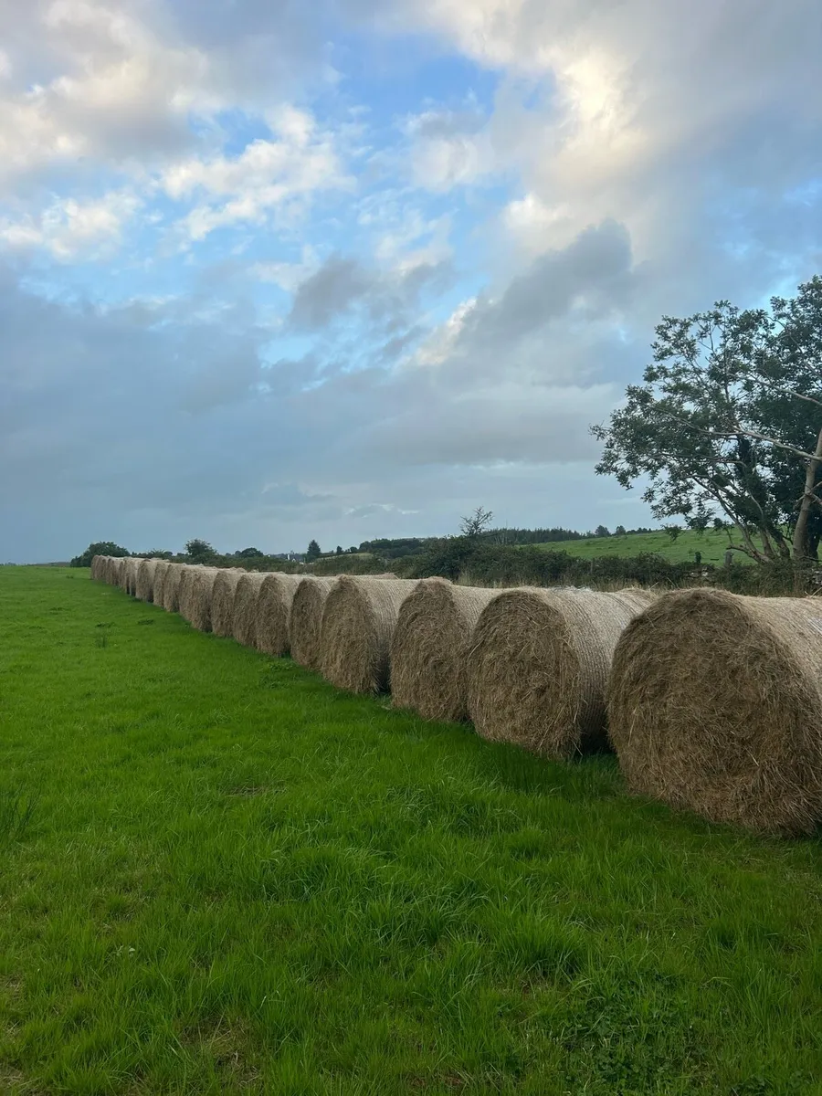 Hay - Image 1
