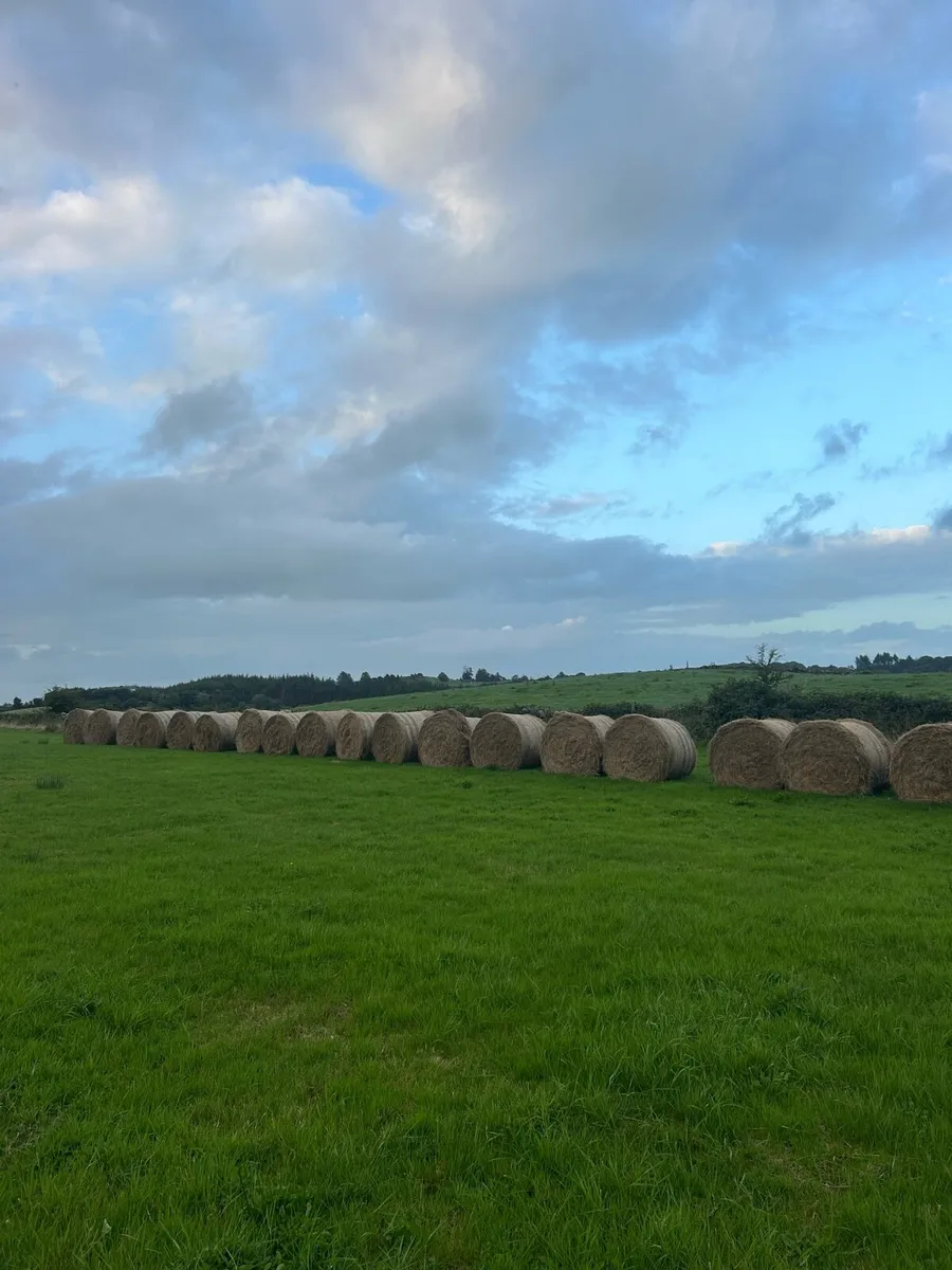 Hay - Image 2