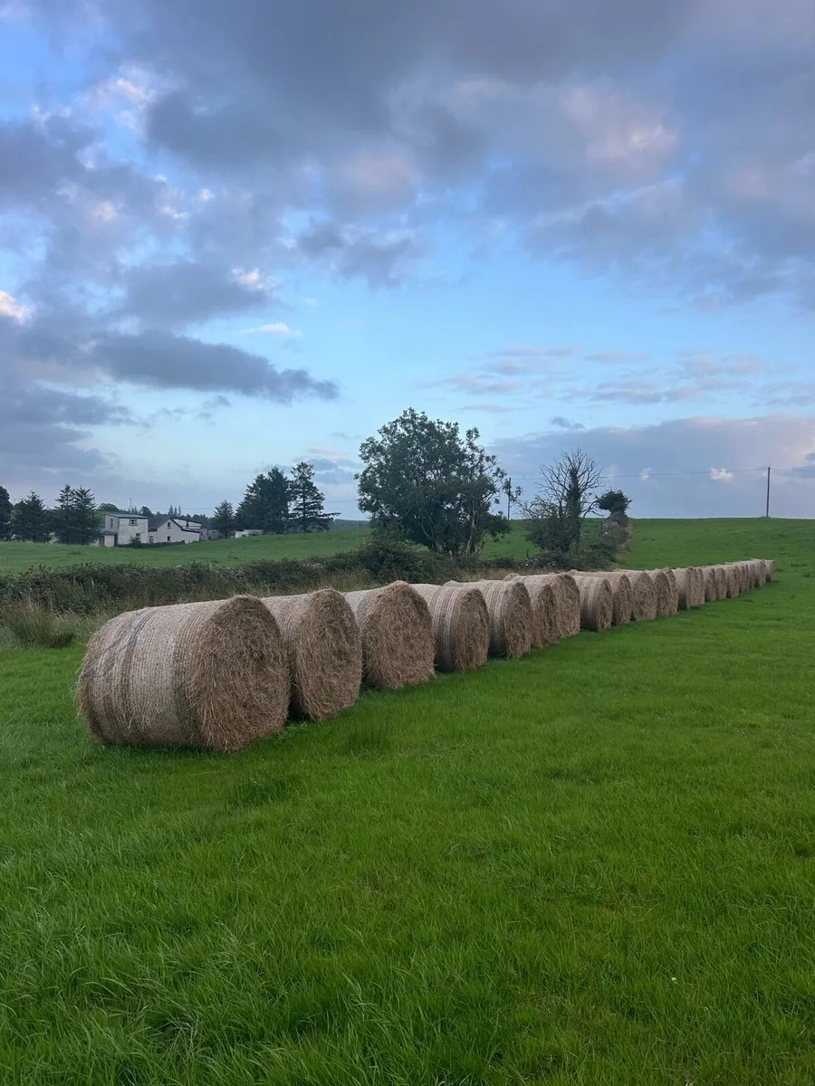Hay - Image 4