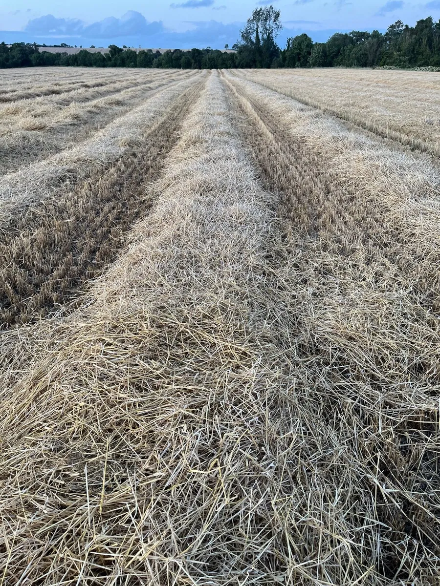 Barley Straw - Image 2