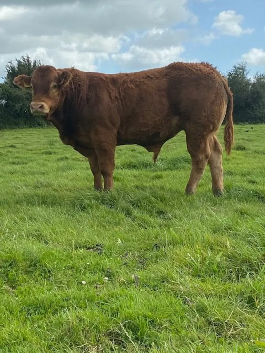 SCEP elegible 4 & 5 star AI bred Bulls. - Image 1