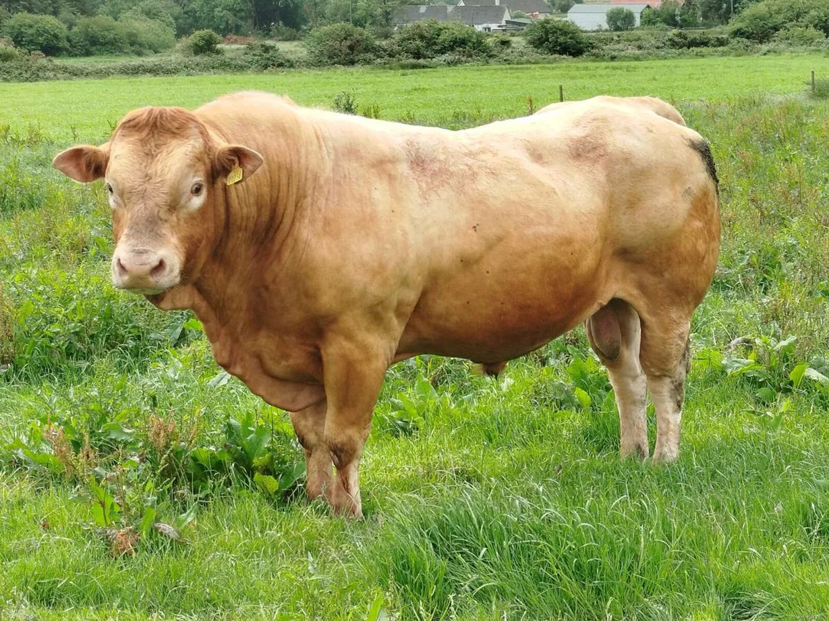 Mature 5⭐ Purebred Limousine Bull - Image 2