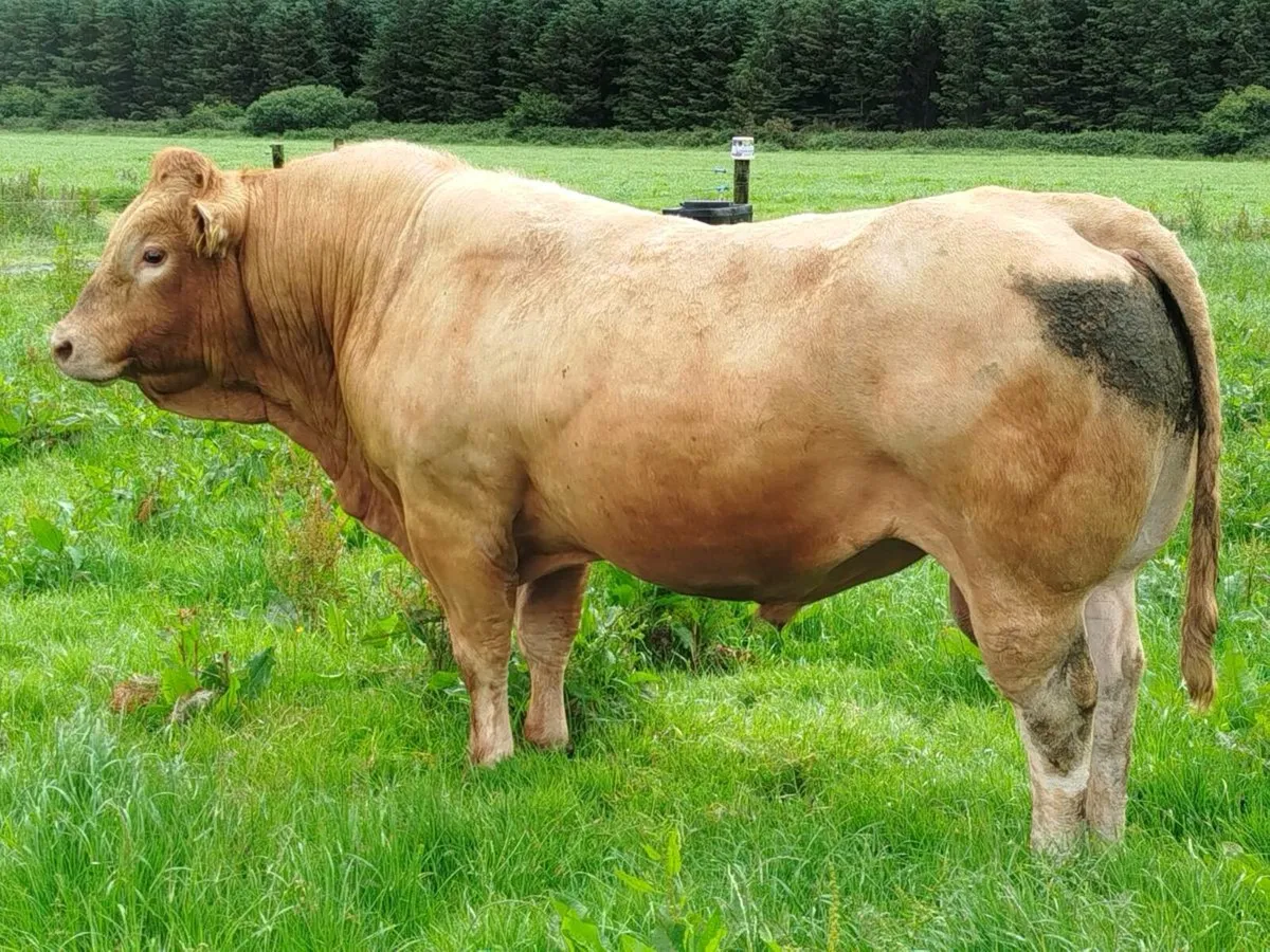 Mature 5⭐ Purebred Limousine Bull - Image 3
