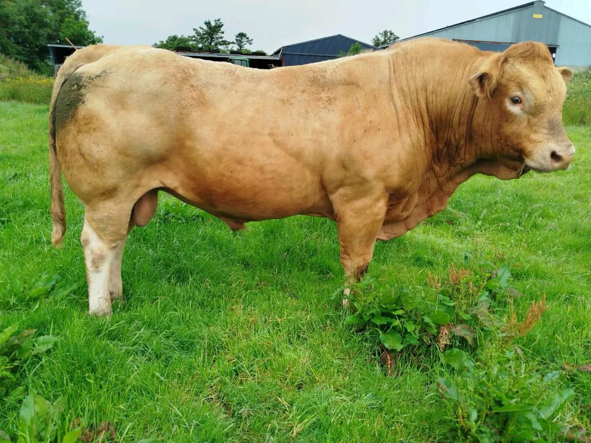 Mature 5⭐ Purebred Limousine Bull - Image 4