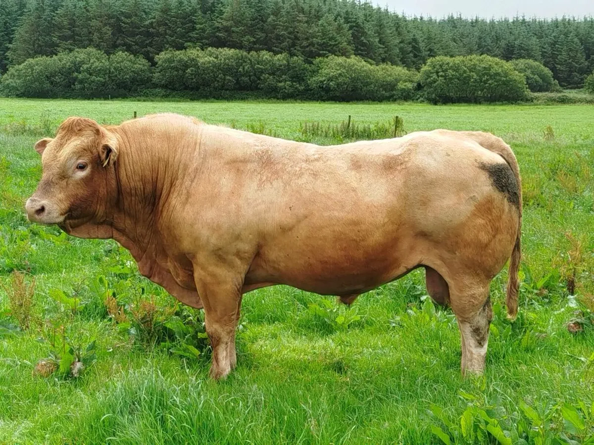 Mature 5⭐ Purebred Limousine Bull - Image 1