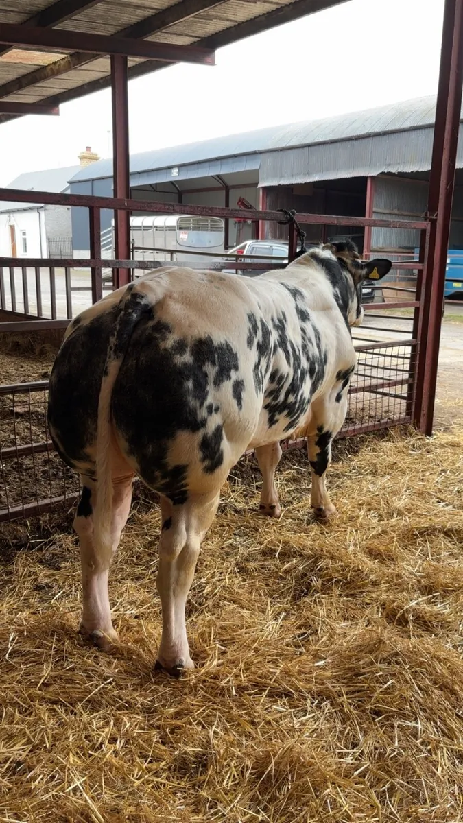 Blue bull - Image 1