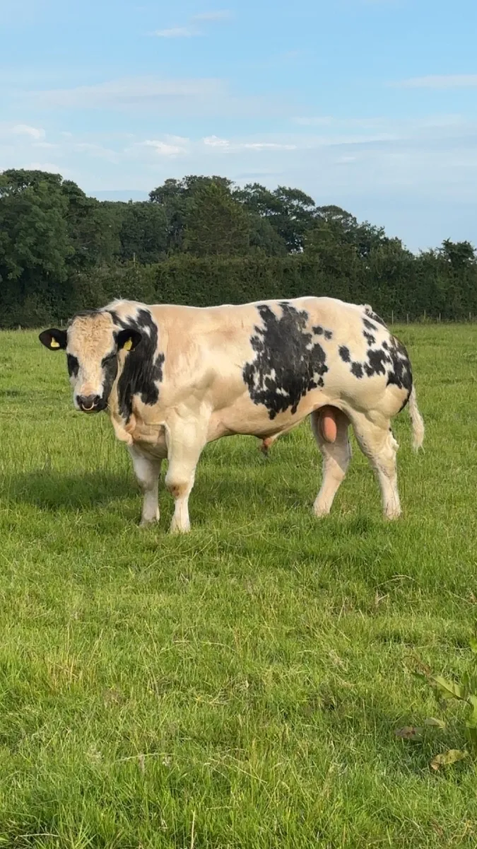 Blue bull - Image 2