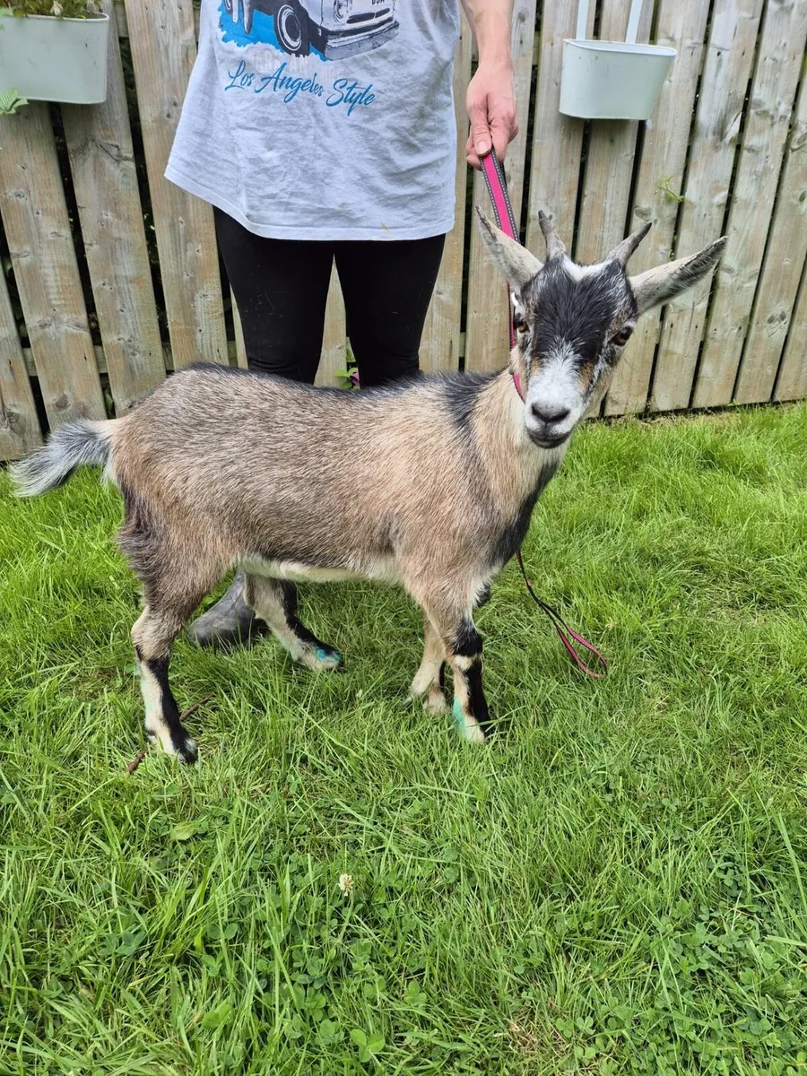 Pygmy goats (mother and female kid) - Image 1