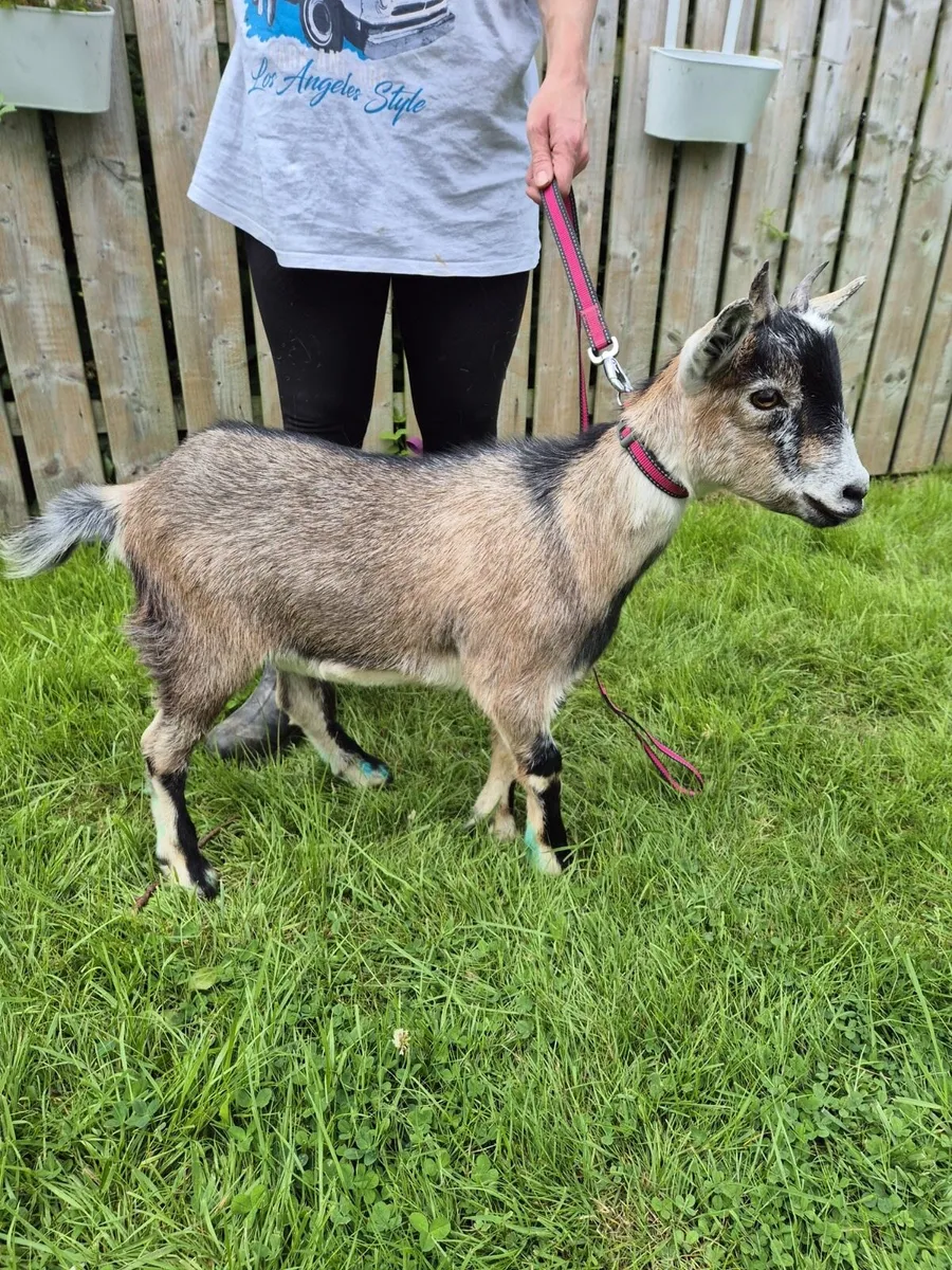 Pygmy goats (mother and female kid) - Image 2