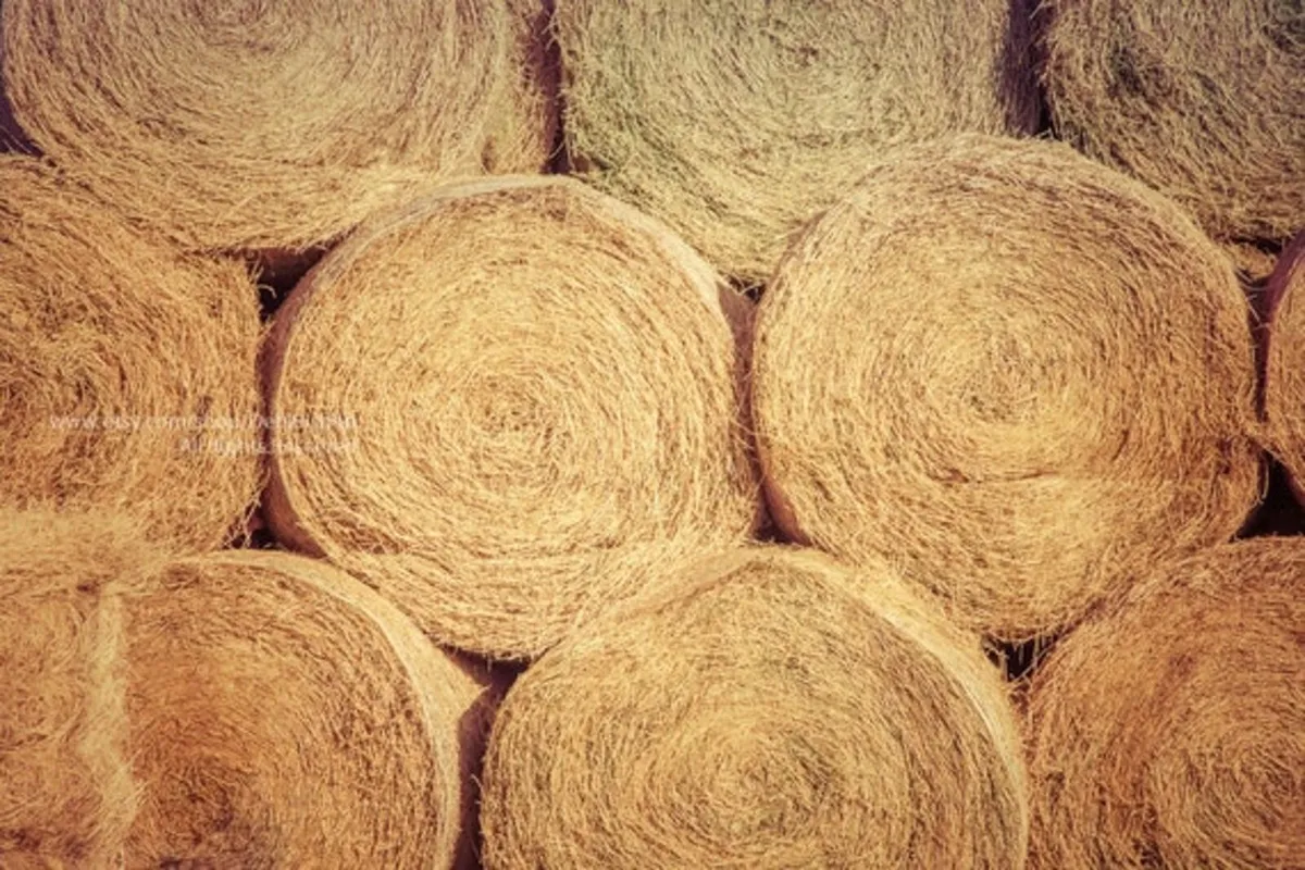 Top Quality Hay Bales for sale