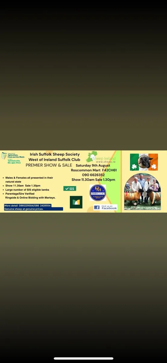 Irish Suffolks Sheep Show and Sale 9th August - Image 2
