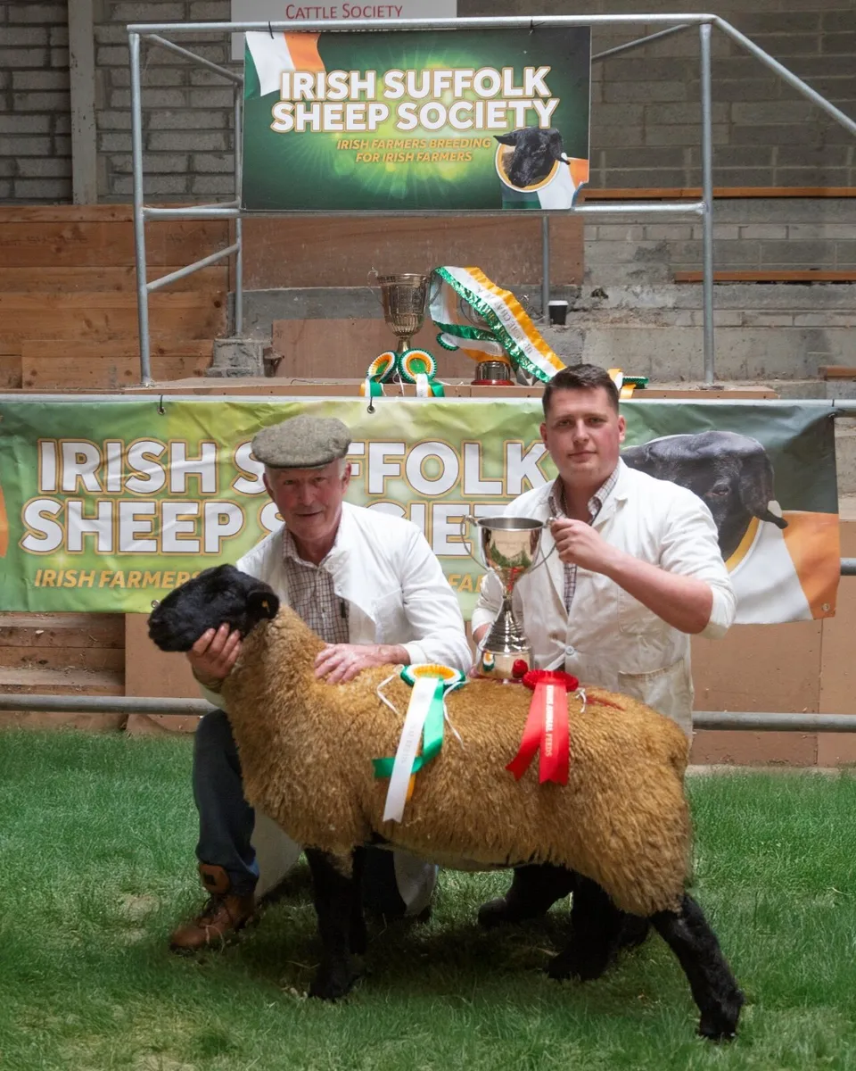 Irish Suffolks Sheep Show and Sale 9th August - Image 3